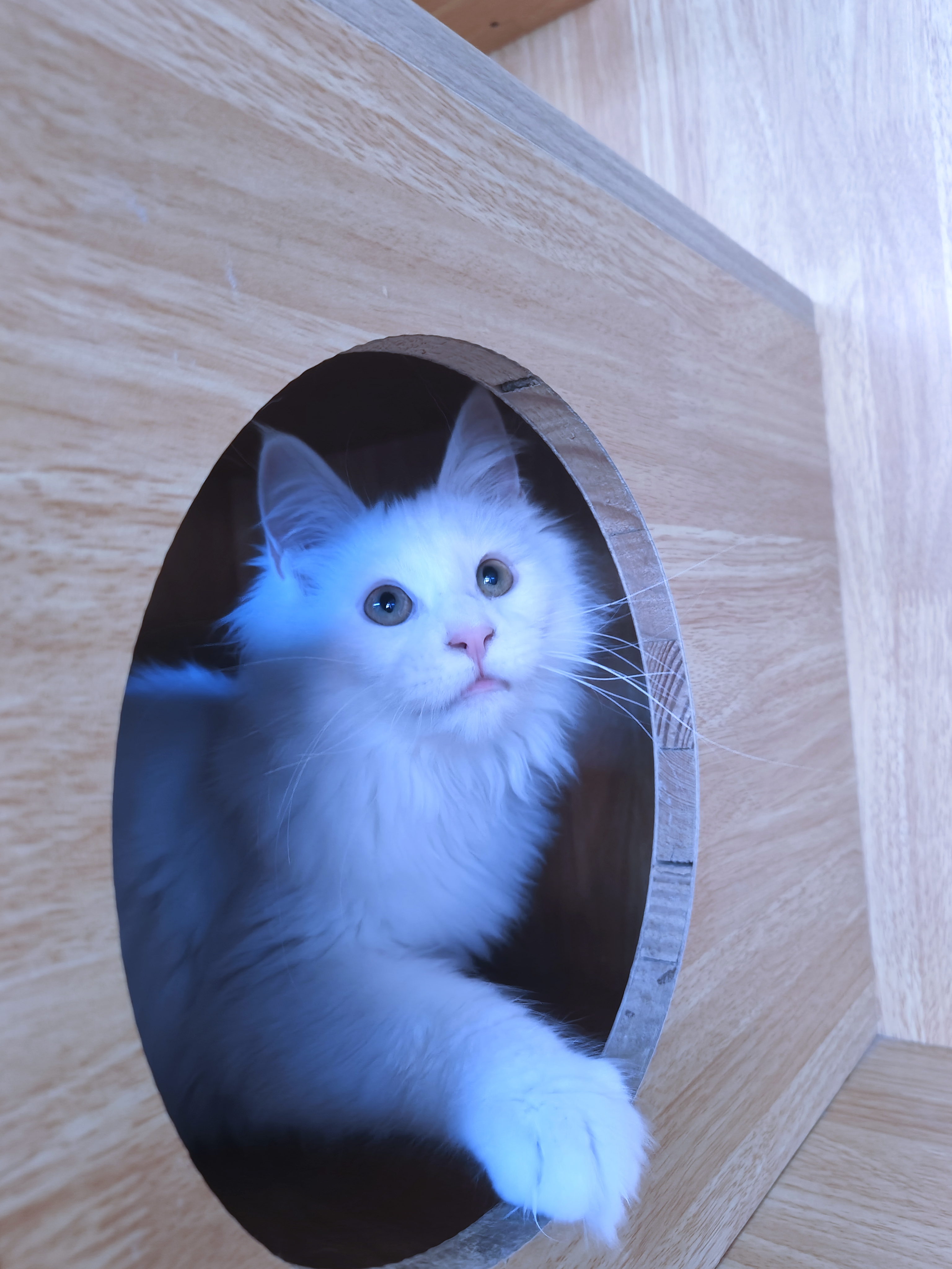 缅因猫纯白缅因猫妹妹大体型无病无藓保健康